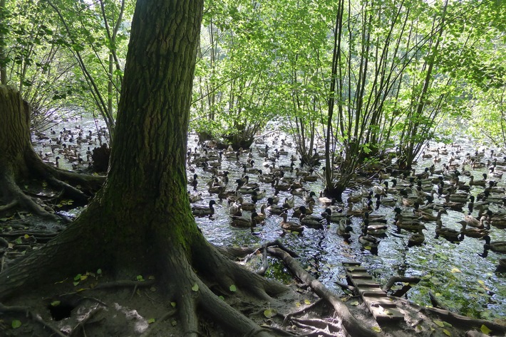 NRW: Tausende zahme Zuchtenten für die Jagd ausgesetzt / Anzeigen gegen Revierpächter - Gewässer und Naturschutzgebiete beeinträchtigt (BILD)