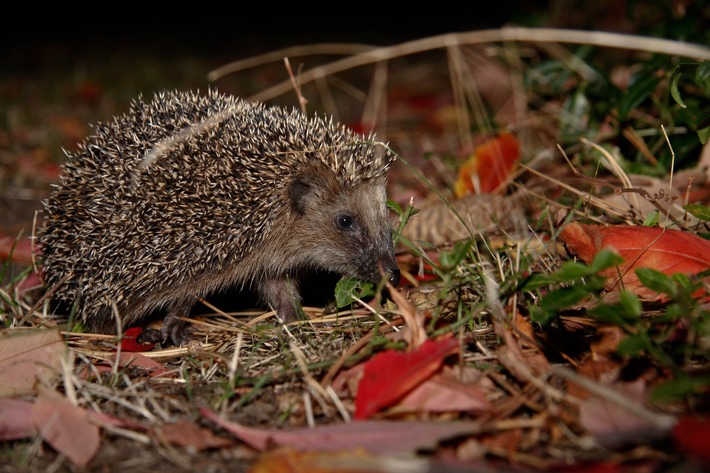 jungigel-auf-nahrungssuche_Pro-Igel.jpg