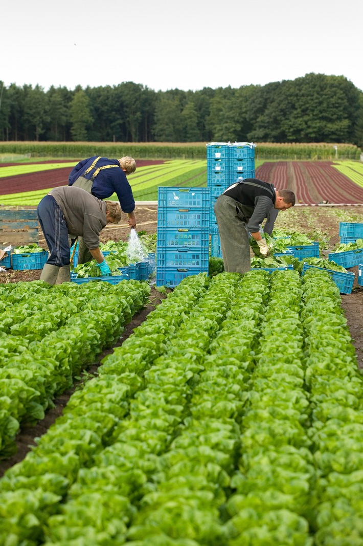 Lizenzfreie Fotos von der Bonduelle Salatproduktion / Der Salat- und Gemüsespezialist Bonduelle gibt Einblick in die Produktion der Freshcut Salate: "Vom Feld in die Tüte"