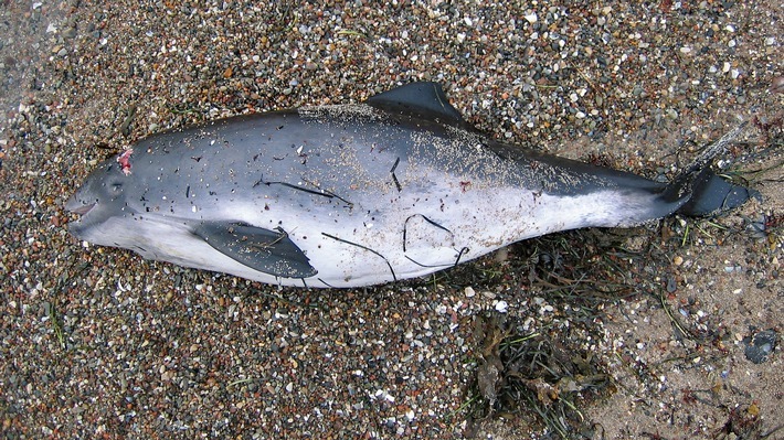 Toter Schweinswal am Strand / Weiterer Text über ots und www.presseportal.de/nr/126045 / Die Verwendung dieses Bildes ist für redaktionelle Zwecke honorarfrei. Veröffentlichung bitte unter Quellenangabe: "obs/Gesellschaft zur Rettung der Delphine e.V./Ronald Hahn"