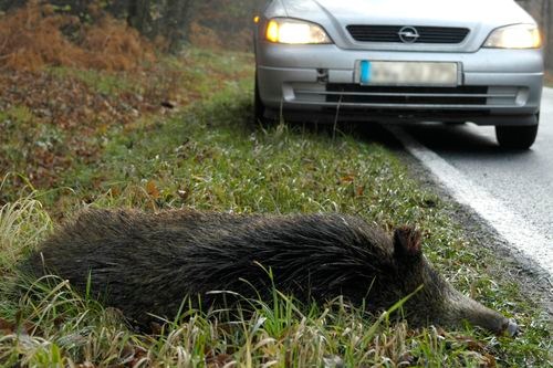 POL-PPWP: Nach Unfall: Polizei erlöst Wildschwein vom Leiden