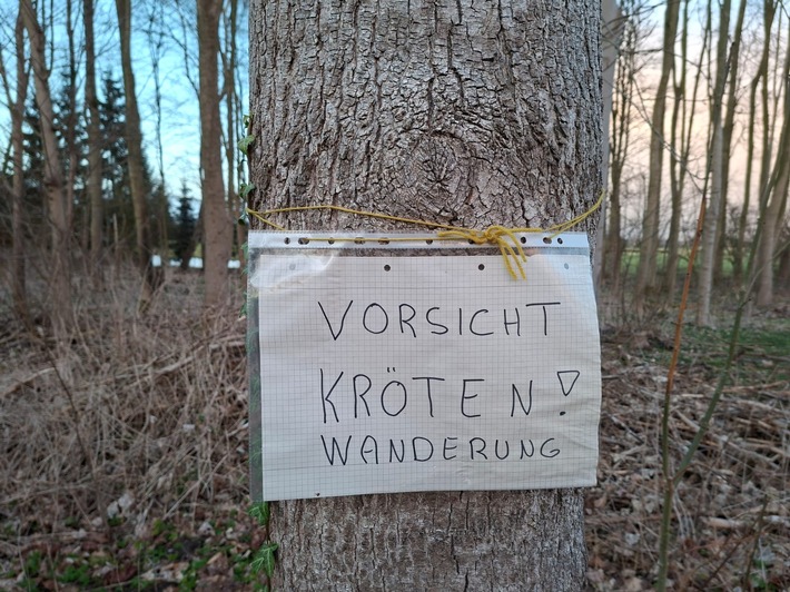 ++ Krötenwanderung 2026: BUND ruft zu besonderer Rücksicht im Straßenverkehr auf ++