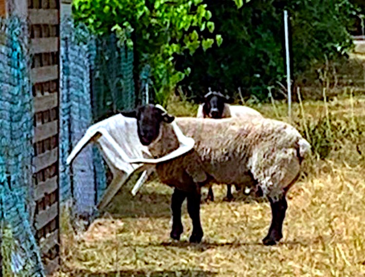 POL-NOM: Schaf verfängt sich in Gartenstuhl