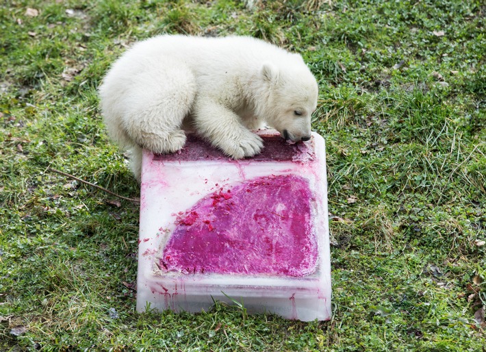 Das Eisbär-Kind hat einen Namen: Quintana! ProSieben-Moderator Stefan Gödde tauft im Tierpark Hellabrunn die "Green Seven"-Botschafterin 2017