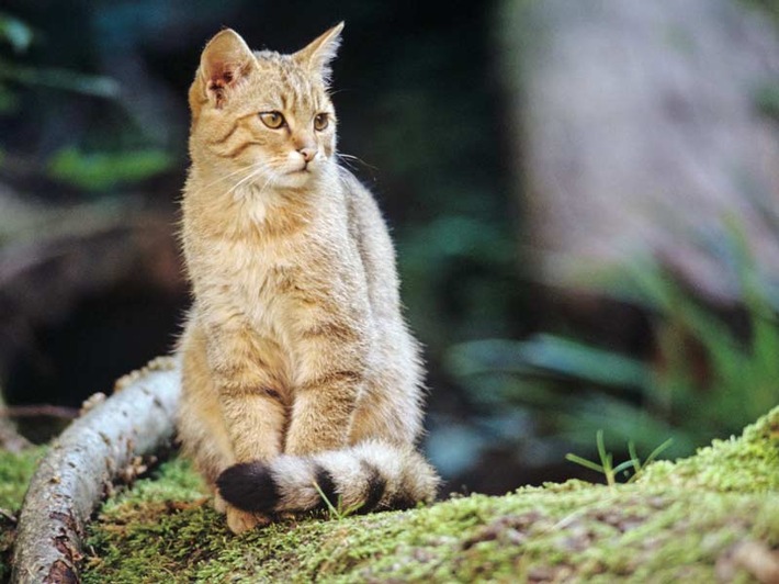 ++ Weltkatzentag: Alle Hauskatzenbesitzer*innen können Beitrag zum Wildkatzenschutz leisten ++