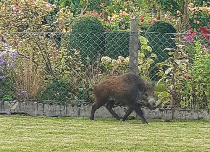 POL-HI: Giesen - Wildschwein auf Abwegen