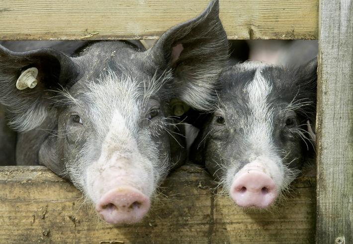 Schweineflüsterer Dr. Kees Scheepens entwickelt nachhaltiges Stallkonzept - INTERREG V A-Projekt FOOD2020 II fördert innovatives Haltungssystem