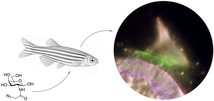 Das Innenohr – ein weißer Fleck der Forschung, PI Nr. 46/2026