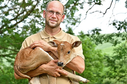 Nachwuchs bei den Zebu-Rindern: Zukünftige Naturschützer am Göttinger Flüthewehr geboren