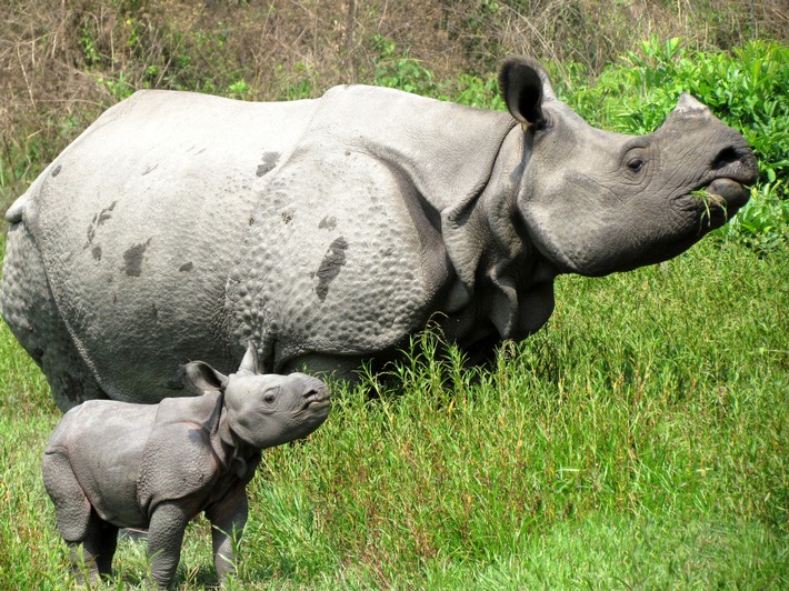 Sensation in Indien: Von Hand aufgezogenes Nashorn bekam Nachwuchs (BILD)