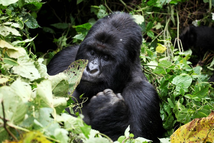 Kampf gegen Raubbau: "planet e." im ZDF über den Virunga-Nationalpark (FOTO)