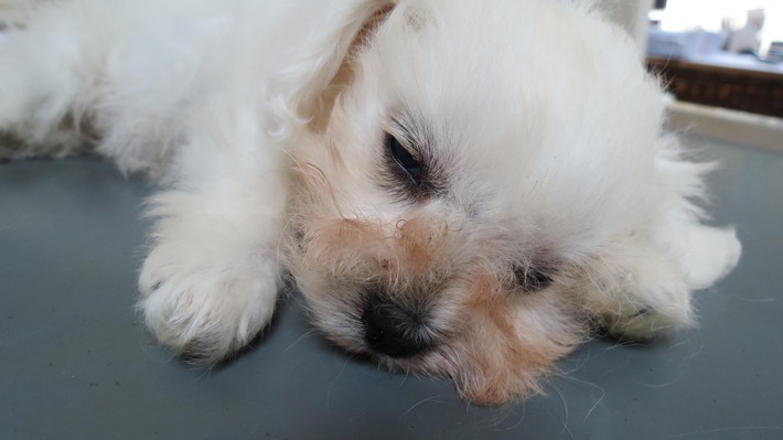 Pour QUATRE PATTES, la nouvelle loi européenne sur la santé animale ne va pas assez loin