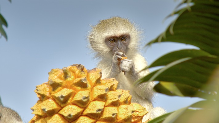 Die riesige Filmbibliothek von Love Nature mit großartigen Natur- und Wildlife-Dokumentationen jetzt auf Sky Ticket