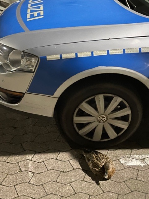 POL-H: Ente gut, alles gut - Polizei rettet verletzten Wasservogel auf dem Parkplatz