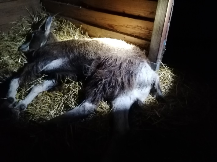 POL-BN: Rheinbach-Wormerdorf: Freilaufender Ziegenbock eingefangen und auf Gnadenhof gebracht