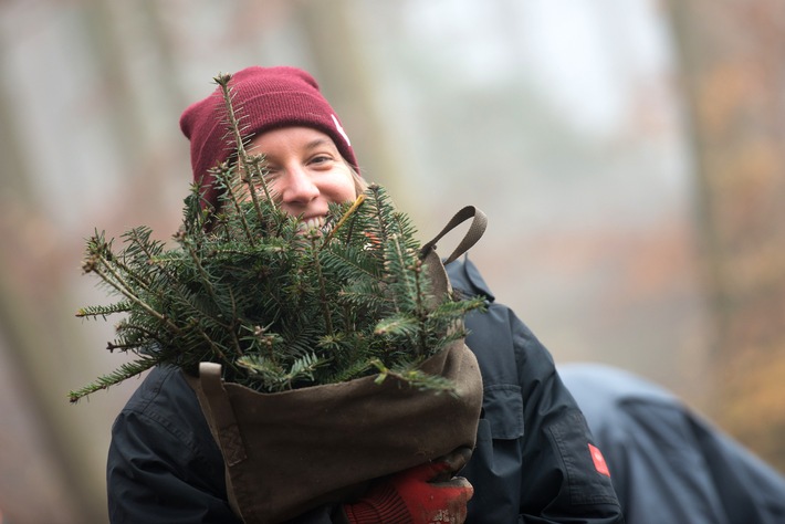 Freiwillige pflanzen in Bad Endbach 1.500 Weißtannen für den Gemeindewald der Zukunft
