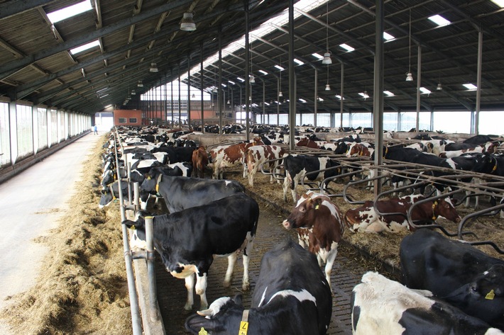 DBU-Projekt unterstützt neuen Aufbau für Rinderställe