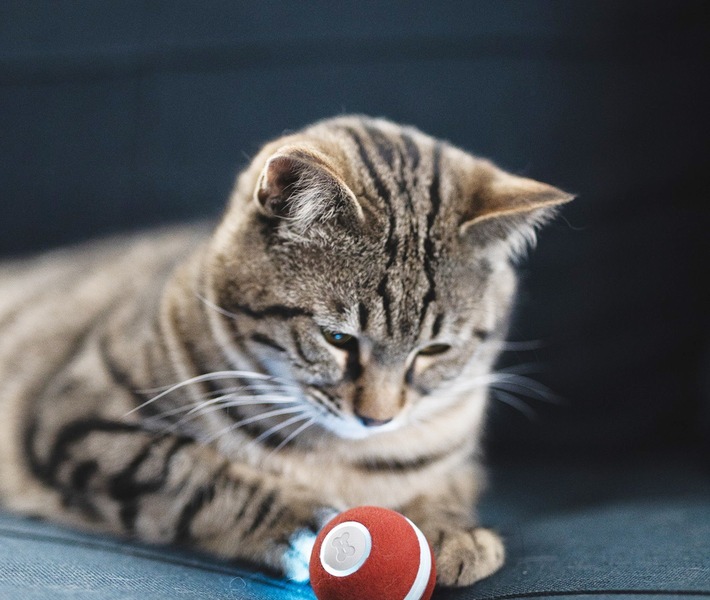 Interaktives Katzenspielzeug zum Abnehmen - Neuheiten Test: neue Funktionen des erfolgreichen cheerble Mini Ball / Cheerble Mini Ball 2.0 / Weiterer Text über ots und www.presseportal.de/nr/152188 / Die Verwendung dieses Bildes ist für redaktionelle Zwecke honorarfrei. Veröffentlichung bitte unter Quellenangabe: "obs/MHH Medien Handel GmbH"