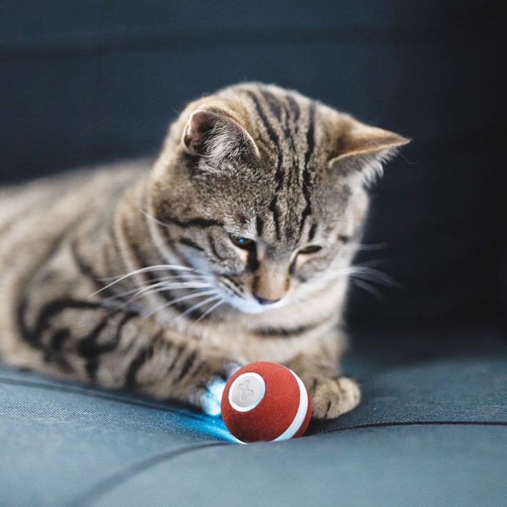 Interaktives Katzenspielzeug zum Abnehmen - Neuheiten Test: neue Funktionen des erfolgreichen cheerble Mini Ball