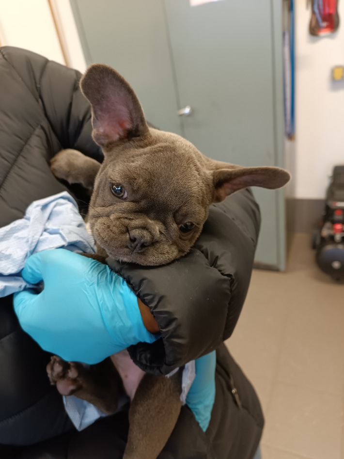 Bundespolizeidirektion München: Hundewelpen aus dem Verkehr gezogen Bundespolizei Waidhaus stoppt illegalen Tiertransport