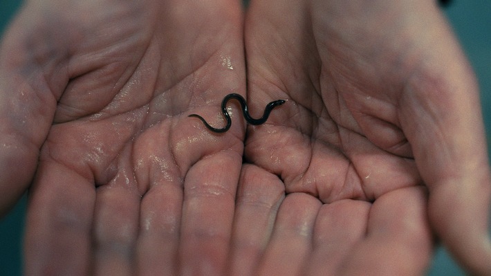 ZDF/ARTE: True-Crime-Podcast und Film über globalen Aal-Schmuggel