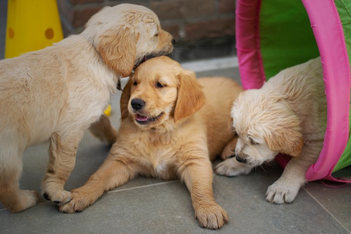 Commerce sans scrupules de chiots: nombre record d