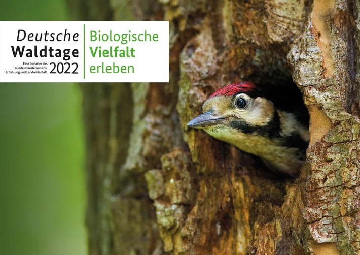 Auf ins Grüne: Einladung zu den Deutschen Waldtagen 2022 / Bundesweit 300 Angebote, biologische Vielfalt zu erleben