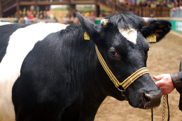 Grüne Woche 2016: Regionale Rinderrassen stark gefährdet -
GEH zeigt Original Braunvieh, Glanrinder und Schwarzbunte Niederungsrinder in der Tierhalle 25