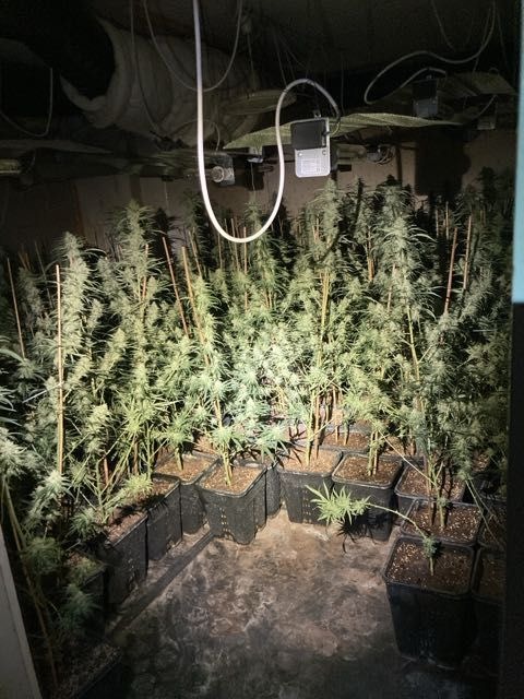 POL-ESW: Marihuanaplantage ausgehoben