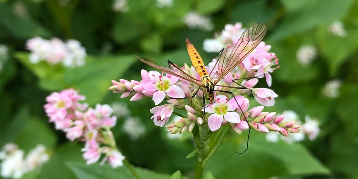 Trendfood Buchweizen belohnt Landwirte & Insekten - Jetzt in voller Blüte auf den Versuchsfeldern