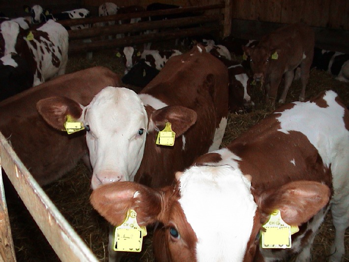 Vier Pfoten: Schlachthöfe stiften zu Tierquälerei an - Strafanzeige gegen &quot;weisses&quot; Kalbfleisch