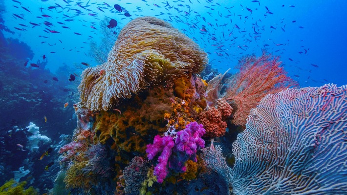 WELT Pressebild_Wunderwelt Korallenriff.jpg