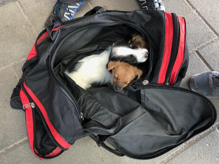 BPOLD-B: Bundespolizei findet Hundewelpen in Sporttasche