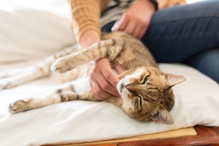 Weltkatzentag am 8. August – Was will meine Katze mir sagen? Körpersprache beachten!