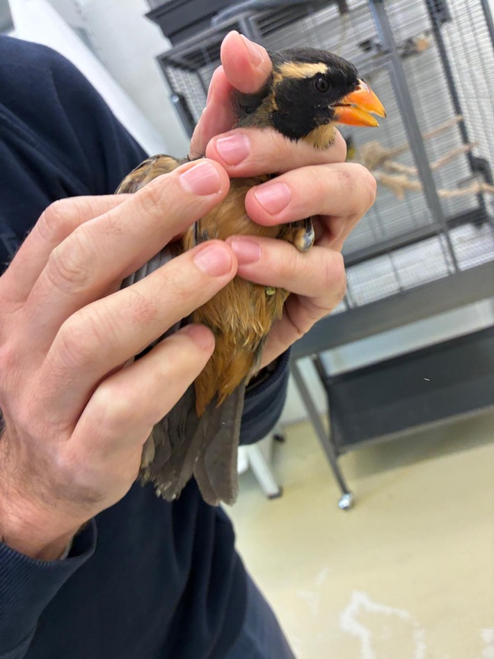 HZA-M: Zoll entdeckt seltene Singvögel