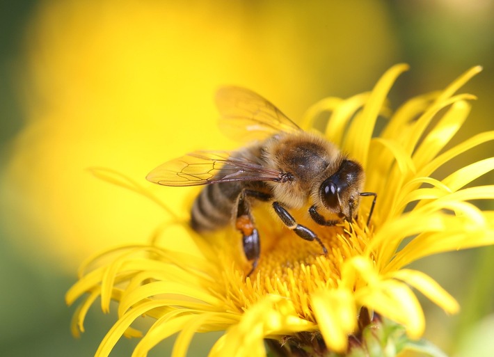 Wie Bienen den Himmel entschlüsseln, PI Nr. 80/2025