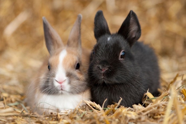 Kaninchen im Außengehege: ZZF gibt Tipps für die tiergerechte Haltung im Winter