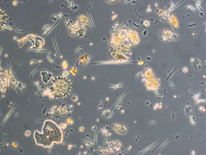 Ökologie trifft Hightech, PI Nr. 111/2025