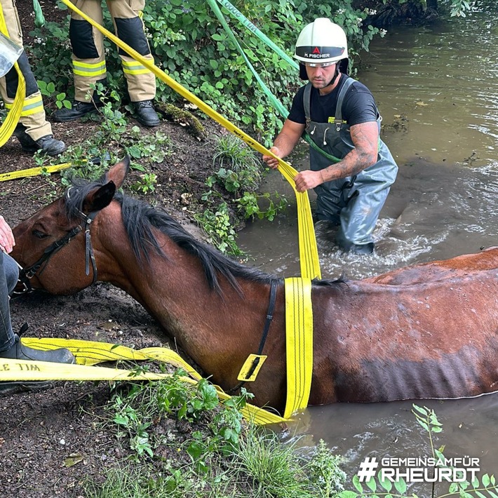 FW Rheurdt: Pferderettung mit Happy End: Feuerwehr befreit &quot;Showtime&quot; aus Wasser