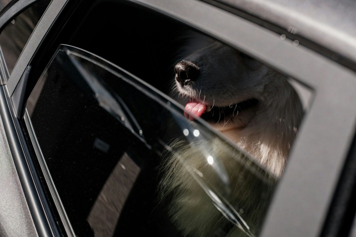 Communiqué de presse: Mort de chaleur - comment libérer les chiens des voitures garées sans conséquences juridiques