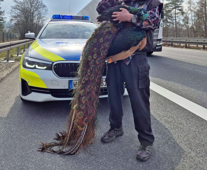 POL-KS: Ausgebüxter Pfau sorgt für Aufsehen und Verkehrsbehinderungen auf der Autobahn 44