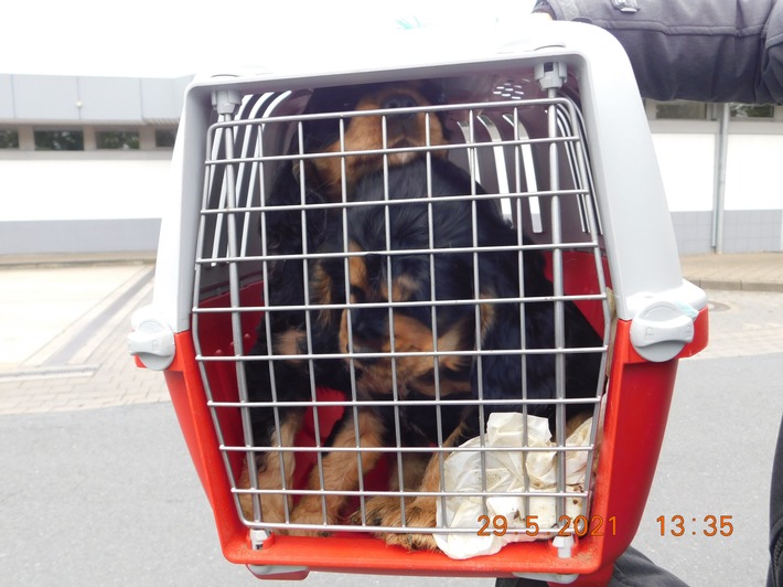 POL-H: Bundesautobahn (BAB) 2: Polizei befreit Hundewelpen und ein Kätzchen