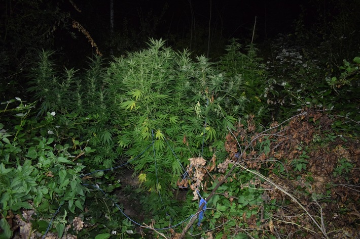 POL-REK: 200915-4: Spaziergänger fand Cannabisplantage - Bergheim