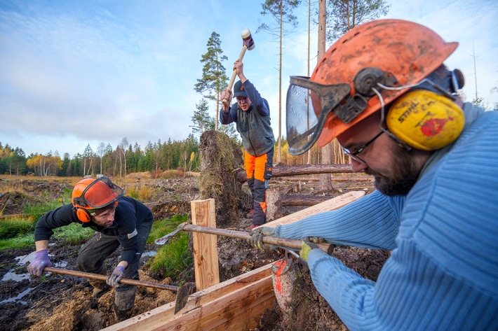 Wälder, Moore, Biotope: mit Freiwilligenarbeit aktiv für die Wiederherstellung der Ökosysteme / Bergwaldprojekt 2024 mit Rekordangebot an Mitmachmöglichkeiten