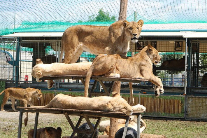 Circus Krone in Trier: Aktionsbündnis erhebt schwere Vorwürfe gegenüber Deutschem Tierschutzbund