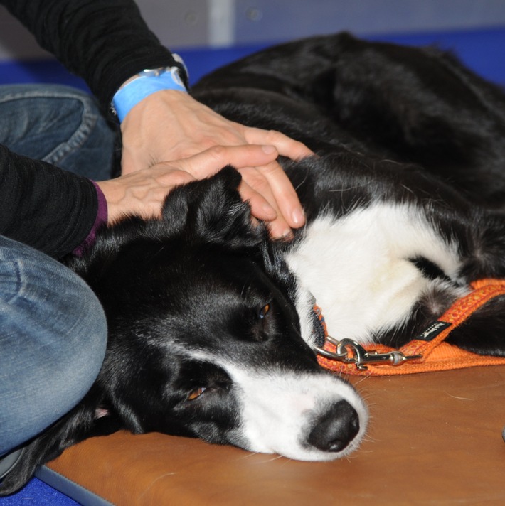 Hund macht mobil! / In den Eulachhallen Winterthur findet vom 6. - 8. Februar die 12. Schweizer Hundefachmesse HUND|2015 statt / Das diesjährige Sonderthema ist &quot;Hund und Mobilität&quot; (BILD)
