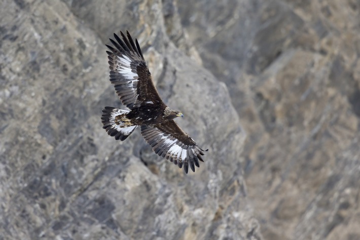 La Protection Suisse des Animaux PSA exige l