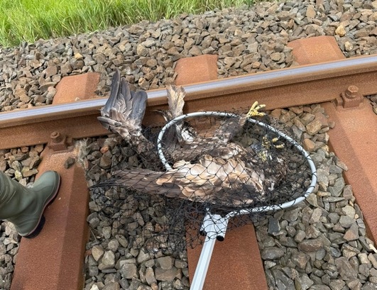 BPOL-FL: Seeadler aus den Gleisen geborgen