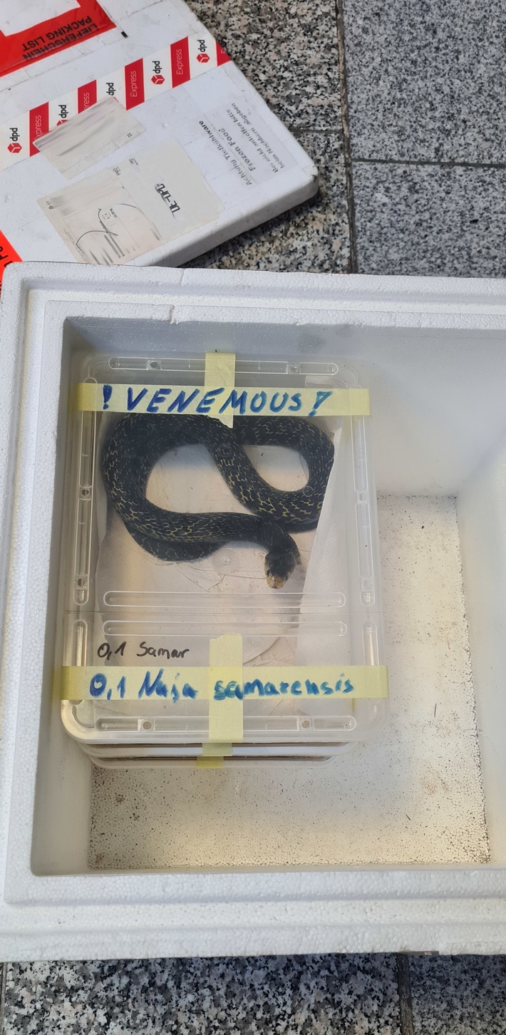 HZA-SI: Giftschlangen geschmuggelt