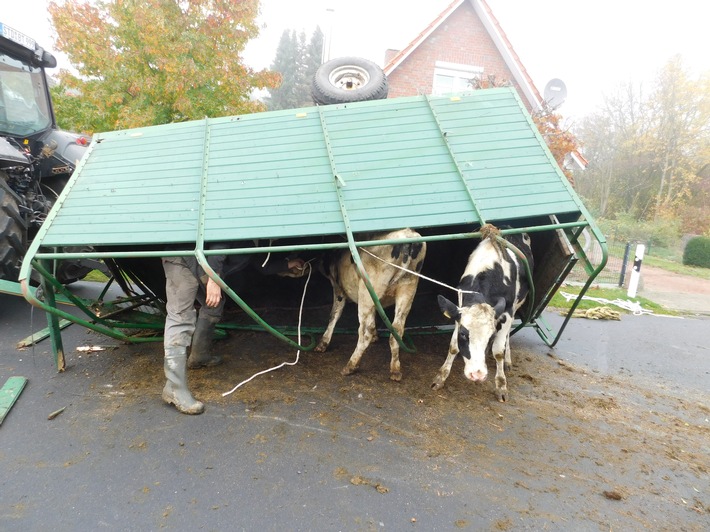 POL-STD: Rinder kommen unter die Räder - Verkehrsunfall in Himmelpforten geht für Tiere glimpflich aus